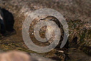 Eurasian wren in water