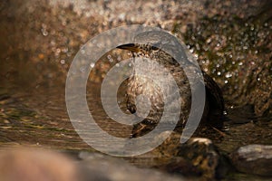 Eurasian wren in water