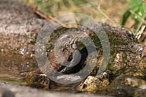 Eurasian wren in water