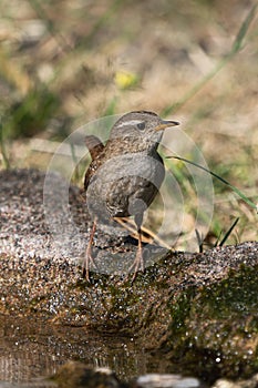 Eurasian wren at water edge