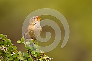 Eurasian Wren & x28;Troglodytes troglodytes& x29;