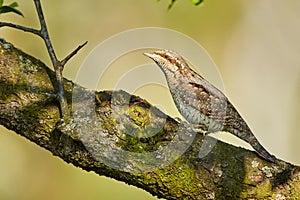 Eurasian Wryneck, Jynx torquilla sitting on the branch
