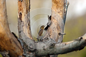 The Eurasian wryneck Jynx torquilla sitting on a branch of fruit tree. An inconspicuous brown member of the woodpeckers family