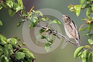 The Eurasian wryneck Jynx torquilla sitting on a branch of fruit tree. An inconspicuous brown member of the woodpeckers family