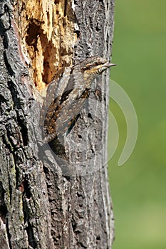 The Eurasian wryneck Jynx torquilla sitting on the dry trunk. Wryneck in a typical position on a trunk with camouflage mimicry