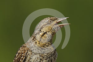 Eurasian Wryneck - Jynx Torquilla - Torcicolo - bird