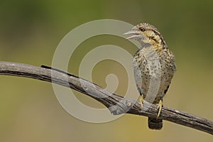 Eurasian Wryneck - Jynx Torquilla - Torcicolo - bird