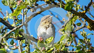 The Eurasian wryneck. Mating season, it sits in an apple tree.