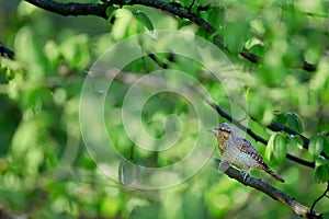 Eurasian wryneck or northern wryneck Jynx torquilla. Spring photo of a bird sitting on a branch. A bird whose home is old photo