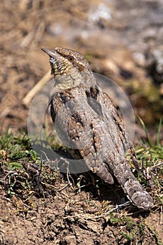 Eurasian Wryneck perched on the ground