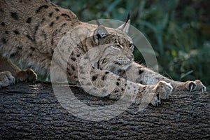 Eurasien lynx stretching on a peace of wood