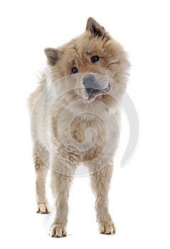 Eurasier