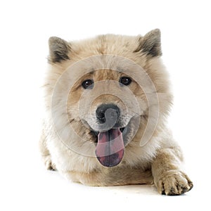 Eurasier