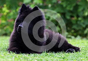 Eurasier dog
