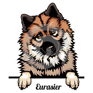 Eurasier - dog breed. Color image of a dogs head isolated on a white background