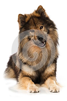 Eurasier dog lying on white background