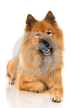 Eurasier dog lying on white background