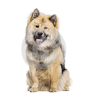 Eurasier dog panting, tongue blue, looking at the camera isolated on white