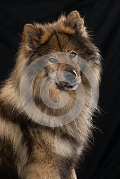 Eurasier dog sitting on black background