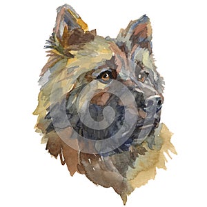 The Eurasier watercolor hand painted dog portrait