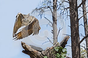 Eurasion Eagle Owl In Flight