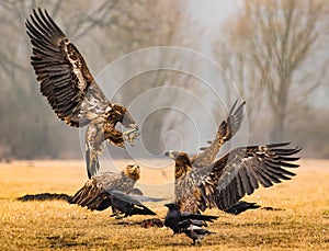 Eurasion sea eagles and crows fighting over prey