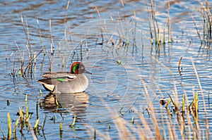 Eurasion Teal, Anas crecca