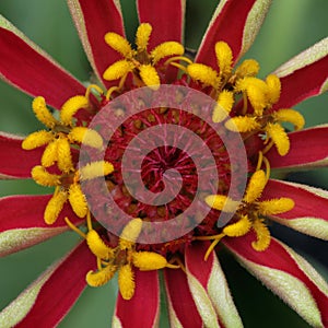 Eureka! (Garden zinnia)