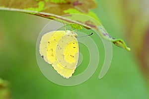 Eurema hecabe , the common grass yellow butterfly , butterflies of Sri Lanka