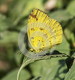 Eurema hecabe: Common grass yellow butterfly in dry season form on the plant leaf