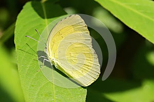 Eurema hecabe resting on green leaves