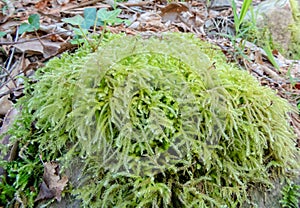 Eurhynchium striatum or common striated feather-moss plant