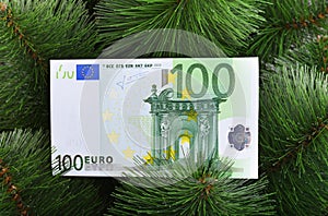 Euro banknote on green pine.