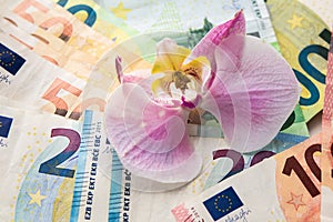 Euro banknotes money in euro currency and on them a flower