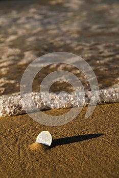 Euro coin in the sand