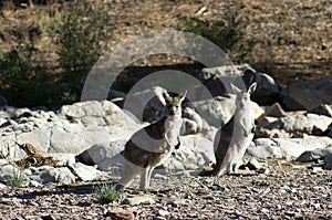 Euro small kangaroo near Brachina Gorge, SA, Australia