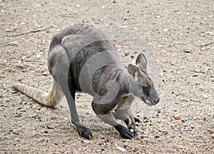 The euro or wallaroo is a very muscular animal