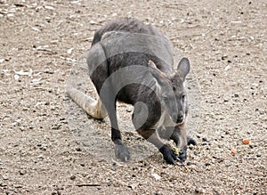 The euro or wallaroo is a very muscular animal