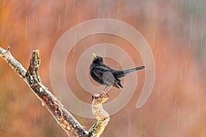 Euroasian Blackbird (Turdus merula)