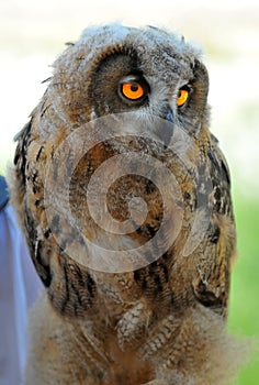 Euroasian Eagle Owl chick
