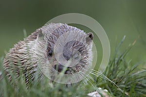 Euroasian otter close up portrait