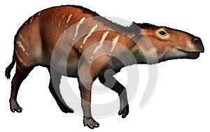 Eurohippus