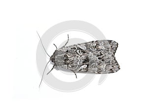 Eurois occulta great brocade moth