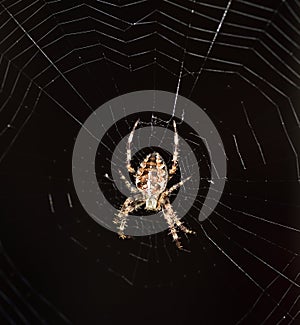 Euroopean Garden Spider on is orb-shaped web