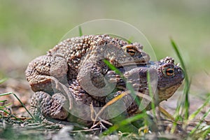 Europaean common frogs Rana temporaria, mating or making love