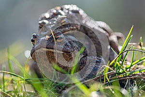 Europaean common frogs Rana temporaria, mating or making love