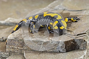 Europaean salamander Salamandridae on the rock