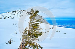 Europakreuz peak with spruce, Alberfeldkogel mount, Salzkammergut, Austria