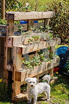 Europalette as a raised bed with strawberries