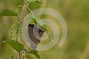 Europan peacock butterfly with closed wings sitting on a nettle leaf